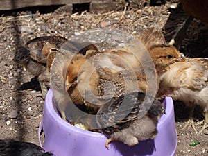 Cute bred chickens eat from a lilac bowl.