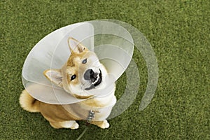 Cute breed Shiba inu dog wearing protective with cone collar on neck after surgery.