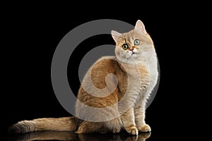 Cute British Cat Gold Chinchilla Sitting, Curious Looks Isolated Black Background