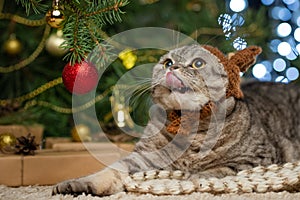 Cute British cat with a hat with horns of a deer Rudolph, against the background of a Christmas tree and lights. Christmas, New Ye