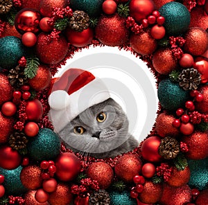 Cute British cat in a Santa Claus hat looks out of a round Christmas frame. Beautiful cat and Christmas wreath made of red baubles