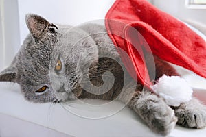Cute british cat with santa`s hat