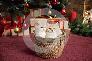 Cute British chinchilla kittens are sitting in a basket under a Christmas tree with gifts