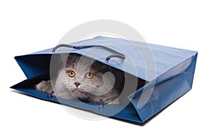 Cute British kitten in blue bag isolated