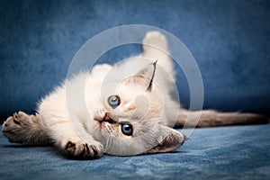 Cute British kitten BRI n 33 seal point color with blue eyes funny lay down