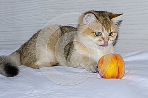 Cute british kitten carefully looks at a bright juicy peach and licks its lips