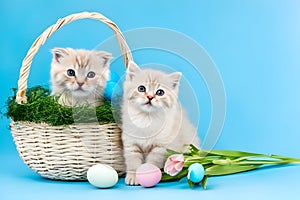 Cute british kitten with Easter eggs and flowers on blue background