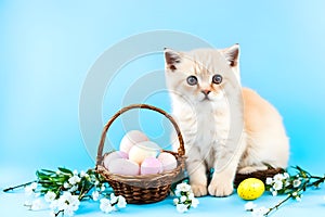 Cute british kitten with Easter eggs and flowers on blue background