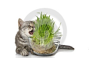 Cute British kitten eats grass on the white