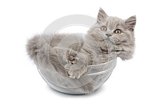 Cute british kitten in glass bowl isolated