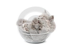 Cute british kitten in glass bowl isolated