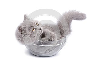 Cute british kitten in glass bowl isolated