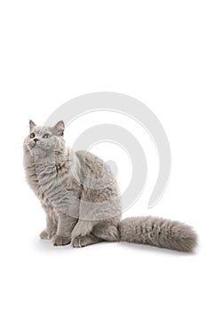 Cute british kitten looking up isolated