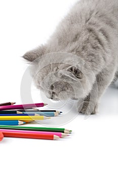Cute british kitten playing with pencils isolated