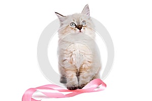 Cute british kitten playing with pink ribbon.