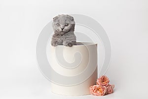 Cute British kitten in a white gift box with pink rose flowers. Beautiful kittens for birthday gift or valentine's