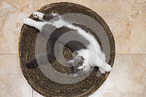 cute British short hair cat stretching her body and looking at the camera on a corrugate cat scratcher