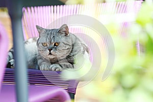 British Shorthair puss on the chair