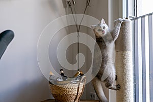 A cute british shorthair cat on a scratch post