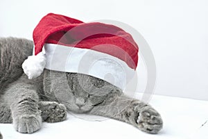 Cute british shorthair cat wearing santa`s hat