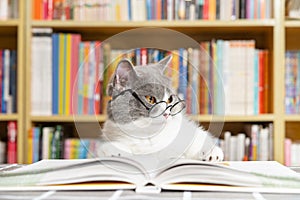 cute british shorthair cat wears glasses and with a book under the legs and looks like she is in a deep thinking