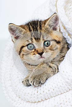 Cute british shorthair kitten in a blanket