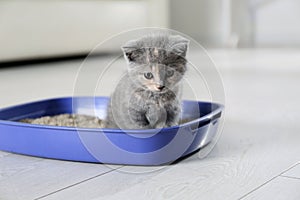 Cute British Shorthair kitten in litter box