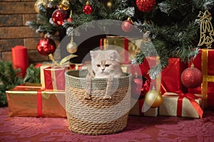 Cute British shorthair kitten sitting in a basket under the Christmas tree