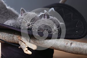 Cute kitten sleeping in a black hat