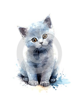 Cute British Shorthair kitten on white background.