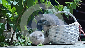 Cute British Shorthair kittens meowing outdoors