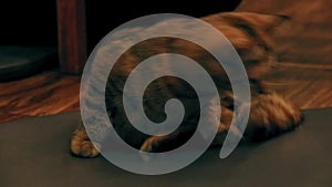 Cute british shorthair pet cat playing hide-and-seek