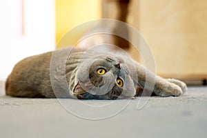 British shorthaired cat with yellow eyes lying on a blue carpet