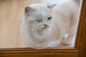 cute British white shorthair kitten wait owner at door