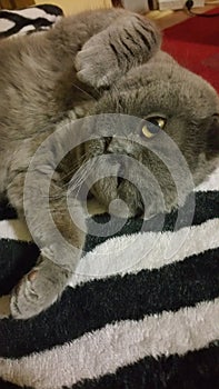 Cute BritishShorthair Fluffy Grey