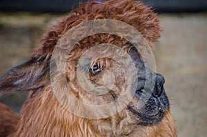 Cute brown alpaca face in close up.