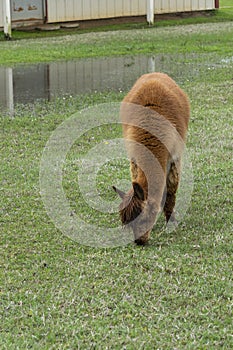 Cute brown Alpaca grazing on grass in soggy pasture