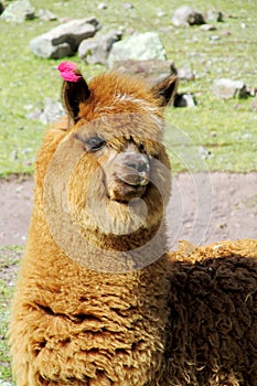 Cute brown alpaca or lama portrait