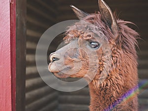 Cute brown alpaca with large expressive eyes and shaggy fur