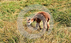 A cute brown alpaca, in Peru.