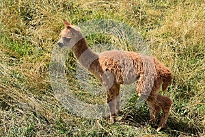 A cute brown alpaca, in Peru.