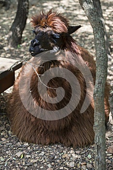 Cute brown alpaca with a twig in the Monkey forest