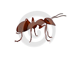 Cute brown ant looks around cartoon bug animal design vector illustration isolated on white background