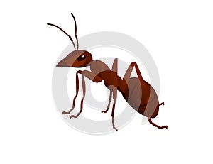 Cute brown ant looks around cartoon bug animal design vector illustration isolated on white background