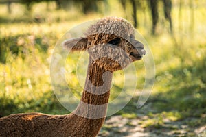 Cute brown baby alpaca standing for side neck portrait