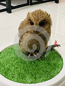 cute brown baby owl