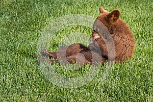 Cute brown bear cub