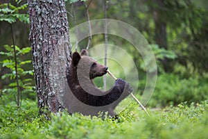 Roztomilé mládě medvěda hnědého drží hůl jako mikrofon ve finském lese