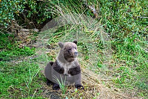Cute brown bear cub with natal collar sitting and watching for mother bear, Katmai National Park, Alaska