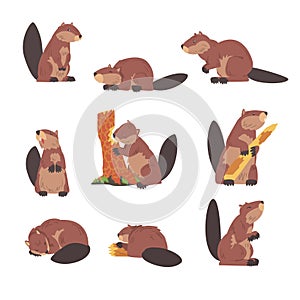 Cute Brown Beavers Set, Wild Rodent Animal in Different Poses Cartoon Vector Illustration